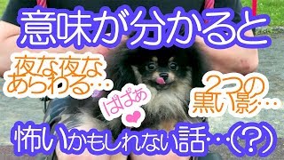 涼夏？意味が分かると怖いかもしれないポメラニアン犬の散歩事情…（パパVer.）【はなポメ#474】