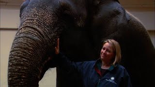 This Vet Went from Admiring Jane Goodall to Working With Her