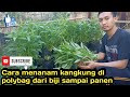 Cara menanam kangkung di polybag dari semai sampai panen