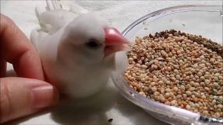 文鳥の介護#17夜食  java sparrow.老鳥