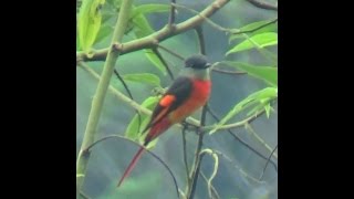 Male Grey chinned Minivet.