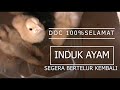 Cara Memisahkan Anak Ayam dari induknya dan Merawatnya