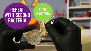 MicroLab: Running an Indole Test