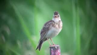 ヒバリ（2）さえずり - Skylark - Wild Bird - 野鳥 動画図鑑