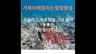 거북이헤엄치는,보고있으면 기분좋아지는