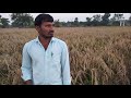 successful story of a farmer in paddy rice acre paddy rice=75 bags techniques paddy @vigneshtv