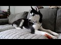 husky puppy kira origin story where we got kira how we picked kira s name