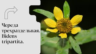 Череда: Лечение Кожных Заболеваний, Экземы и Псориаза + Ванны