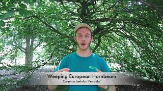 Weeping European Hornbeam (Carpinus betulus 'Pendula')