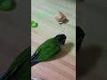 手作りのおもちゃに夢中 shorts ウロコインコ ベル