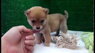 豆柴子犬2/25　男の子♂2　摂州宝山荘　mameshiba dog Puppy （minishiba）