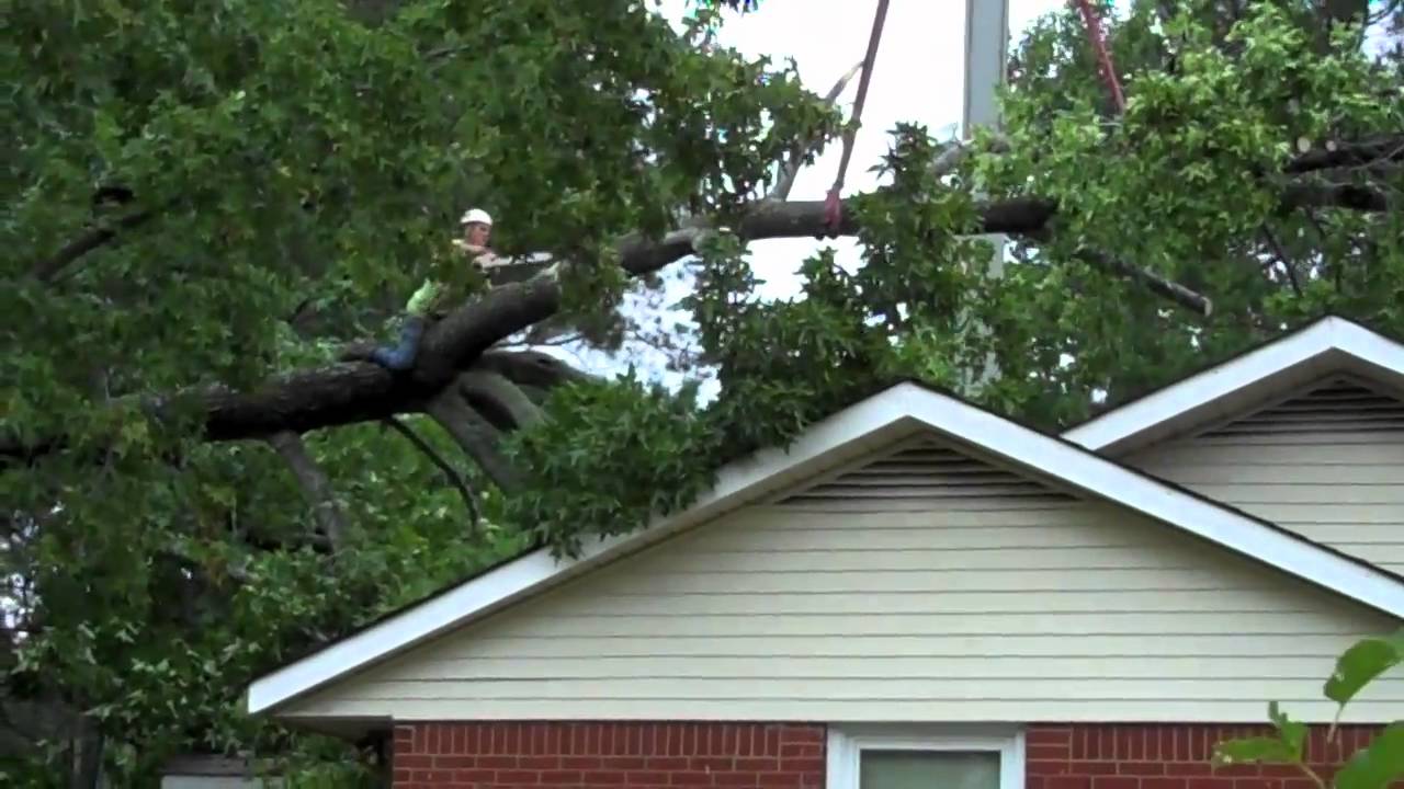 Tree Removal Youtube