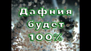 Дафния будет 100%