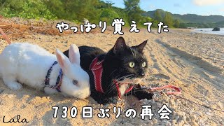 Cats go to see friends, reunited after 2 years. Cat and rabbit.