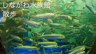 (4K)しながわ水族館を散歩