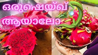 Dragon 🐉 fruit കൊണ്ട് ഒരു ഷെയ്ഖ്