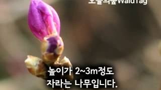 2014진달래 오늘의숲