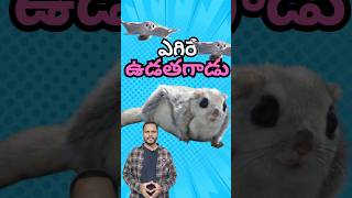 ఎగిరే ఉడతగాడు Japanese dwarf flying squirrel #shorts