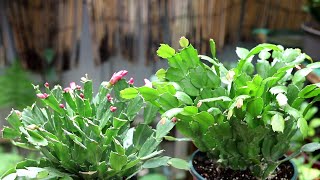 满足蟹爪兰这“三个条件”，花苞花朵，开完一茬接一茬