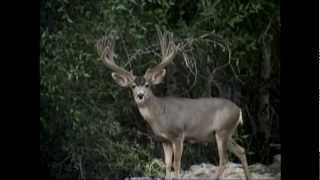 273" Mule Deer Heritage - MossBack
