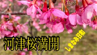 しまなみ日和　もう河津桜が鮮やかに咲いているよ。今治野間馬ランドで 2022/1/17