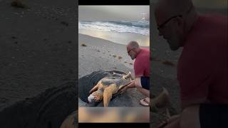 What happened after rescuing a turtle on the sandy beach