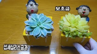 섭세실리스금 보초금  인형화분에 이쁘게심기 나비방울복랑💕💕💕 Succulents