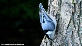 White Breasted Nuthatch