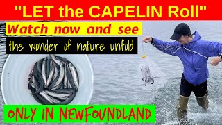 Capelin Rolling Middle Cove Beach Newfoundland and Labrador