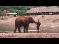 Elephant acts protective over her favorite person.