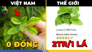 7 Món Đồ RẺ BÈO Ở Việt Nam Nhưng ĐẮT NHƯ VÀNG Khi Du Hành Thế Giới  - Top 1 Khám Phá