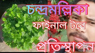 চন্দ্রমল্লিকা ফাইনাল টবে প্রতিস্থাপন ও পরিচর্যা (পর্ব -৫)