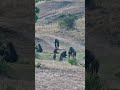 Baboon Troop On The Move #Wildlife | #ShortsAfrica #100Shorts2024