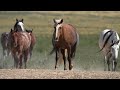 breathtaking wild landscapes of the planet in 12k hdr dolby vision™ 60fps