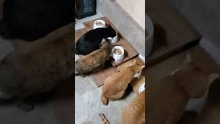 DHCさん…負けないキャット…よく食べる♪