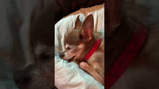 Snoring Little Chihuahua [Sleeping Dog]