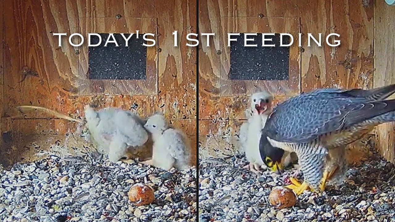 74рџ Falcon Nest пјџbox Camera Falconcam Project Live Youtube