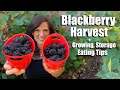 Blackberry Harvest, Growing Tips and Our Favorite Way to Eat Them 😋