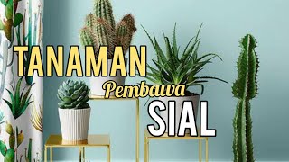 7 TANAMAN PEMBAWA SIAL JIKA DI TANAM BUKAN PADA TEMPATNYA