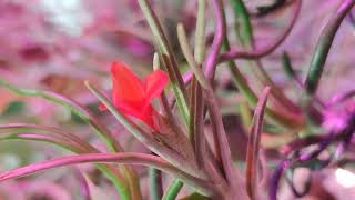 Tillandsia albertiana blooming