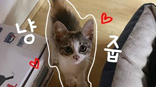 냥줍 일기｜어느날 아빠가 아기 고양이를 데려왔다🐱