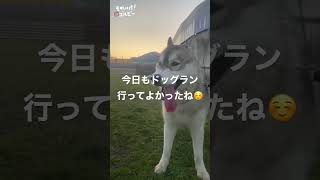 満足げなゴルビー。#shorts #シベリアンハスキー #siberianhusky #犬好き #dog #犬 #犬動画