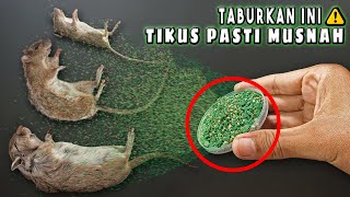 Cukup Taburkan Bubuk Ini Saja, TIKUS LANGSUNG PERGI SELAMANYA