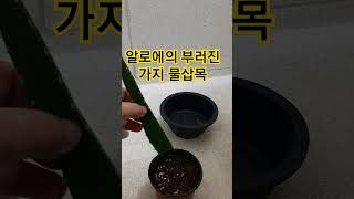 알로에의 부러진 가지 삽목