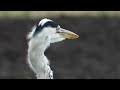 無修正0920c【野鳥の捕食】アオサギに食べられるカエル、ミミズ食べない謎。カワセミが魚を丸呑み。台風14号通過。スズメが稲に群がる。カルガモいっぱい【身近な生き物】鶴見川水系、東京・横浜