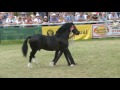 cobiau cymreig pencampwriaeth gwryw welsh cobs male championship