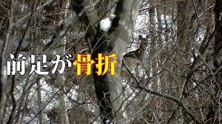 Season5 エゾシカ猟#14 【前編～偶然が重なる】 雪山で鹿を獲るという事