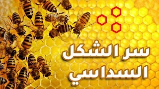 لماذا يبني النحل خلاياه بشكل سداسي ؟؟