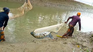 খালে ঝাঁকি জাল টেনে দারুণ তেলাপিয়া মাছ শিকার||Tilapia fishing in canals