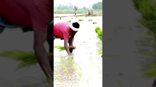 धान की खेती dhan ka seeds 2023 top quality rice seeds dhan ki kheti dhan ki kon sa bij kharide